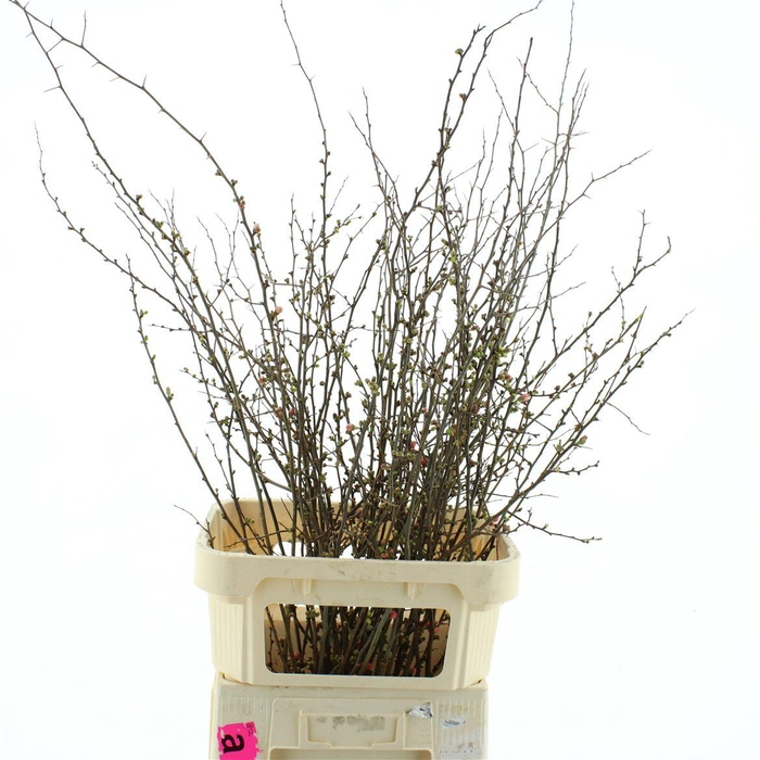 <h4>Chaenomeles Superba</h4>