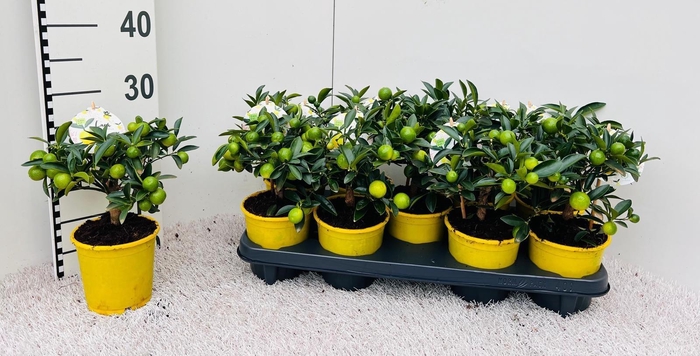 <h4>Citrus floridana Limon mini-stem</h4>