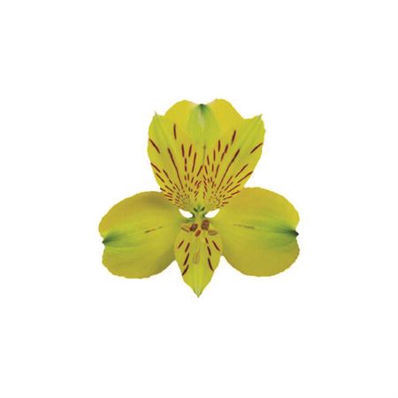 <h4>Alstr Yellow Stone</h4>