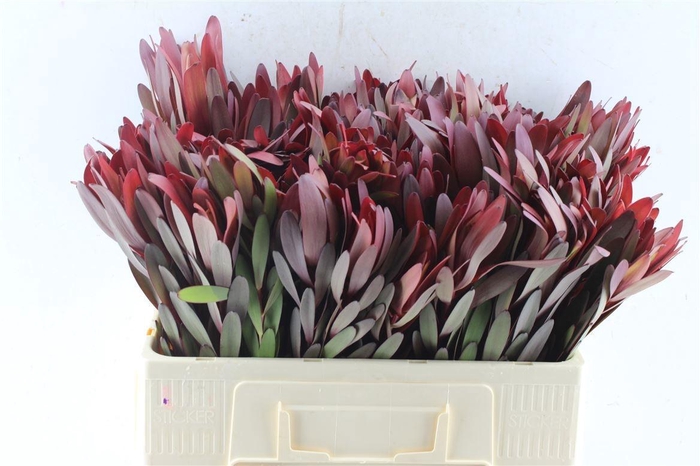 <h4>LEUCAD SAF SUNSET</h4>