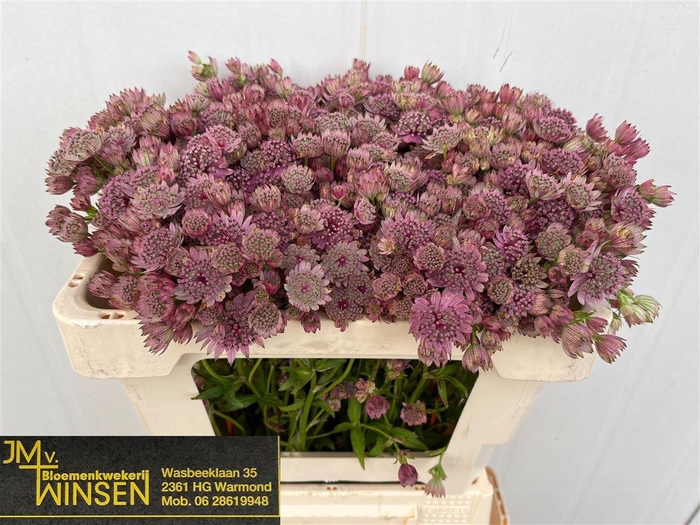 <h4>Astr Pink Sensation</h4>