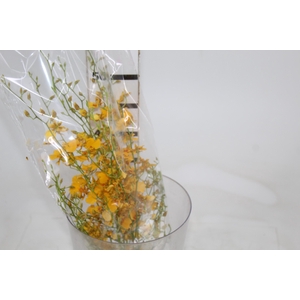 ONCIDIUM GOWER RAMSEY SUNKIST 050 CM