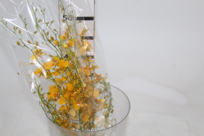 <h4>ONCIDIUM GOWER RAMSEY SUNKIST 050 CM</h4>