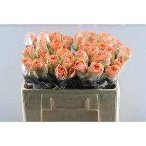 R Gr Barbarella L 50