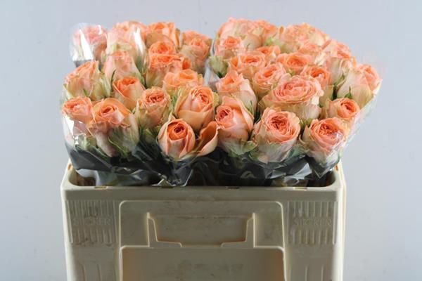 <h4>R Gr Barbarella L 50</h4>