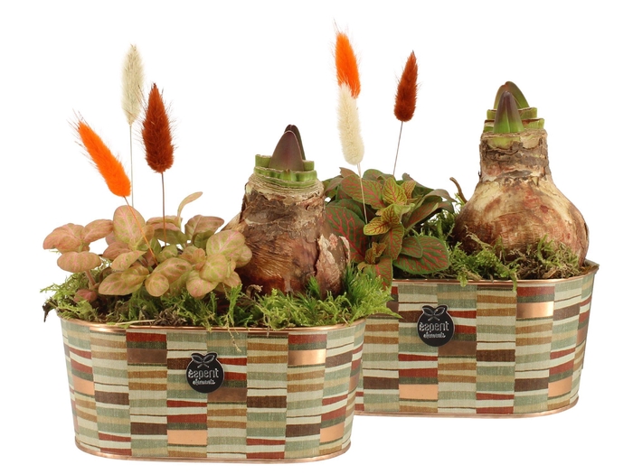 <h4>41576: Treasure time arrangement</h4>