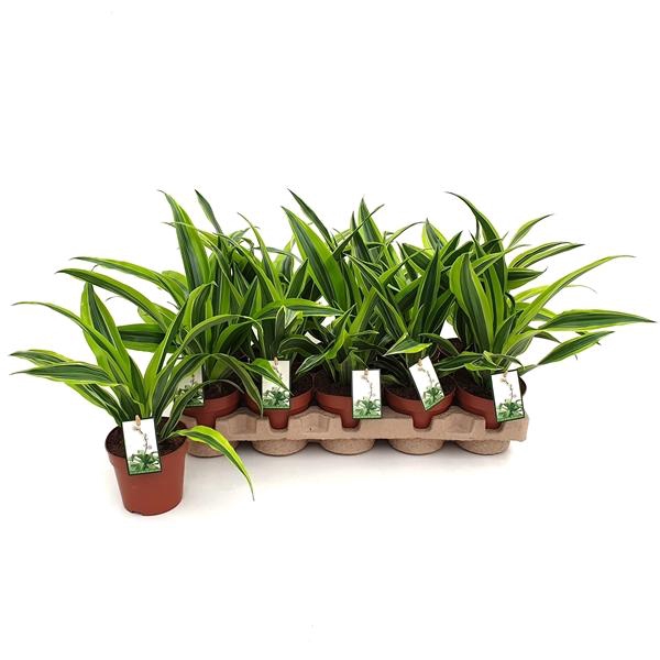 <h4>Dracaena fragrans Deremensis Grp Lemon Lime</h4>