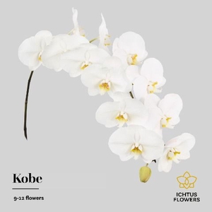 Phalaenopsis Kobe 9