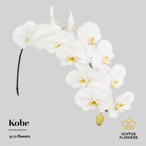 <h4>Phalaenopsis Kobe 9</h4>