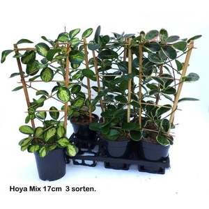 Hoya mix 17Ø 65cm