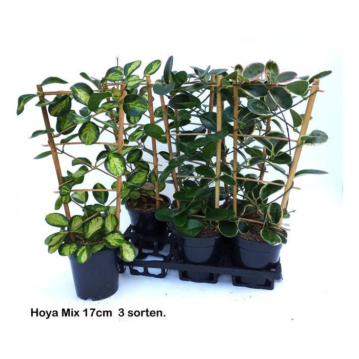 <h4>Hoya mix 17Ø 65cm</h4>