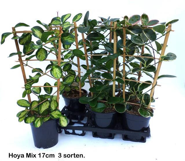 Hoya mix 17Ø 65cm