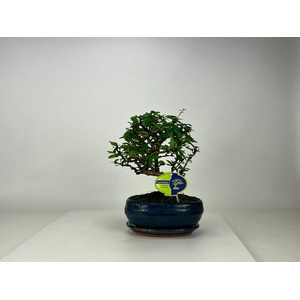 Carmona macrophylla, 19 cm., broom, with driptray