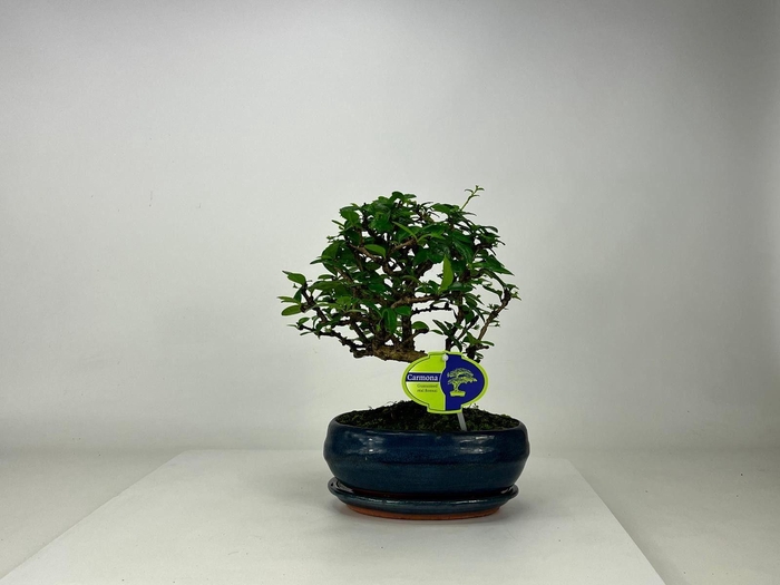 <h4>Carmona macrophylla, 19 cm., broom, with driptray</h4>