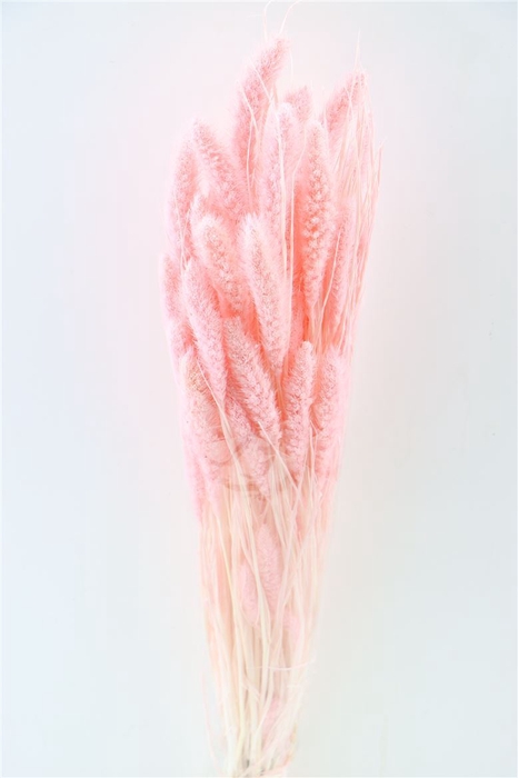 <h4>Dried Setaria L Pink Bunch</h4>