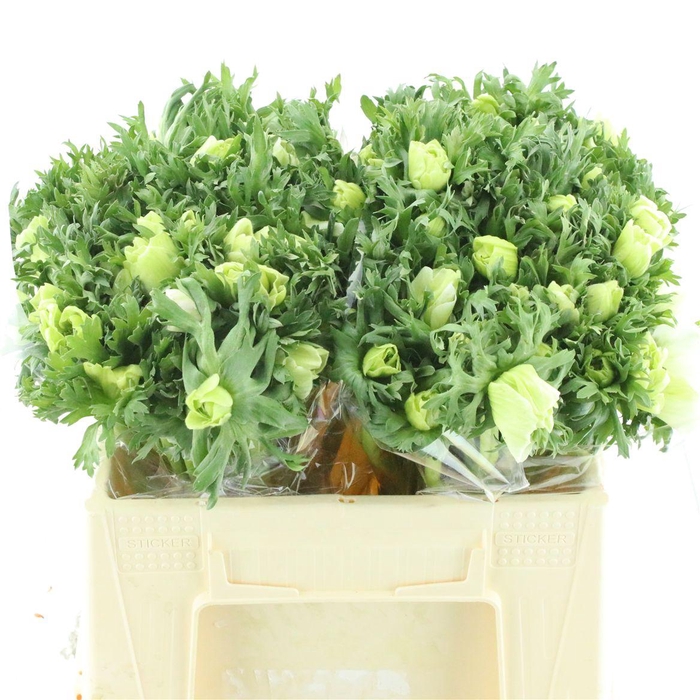 <h4>Anem Co Mar White</h4>