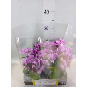 Phalaenopsis multi.   ...lilac