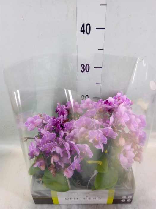<h4>Phalaenopsis multi. ...lilac</h4>