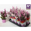 Cel Merida Pink