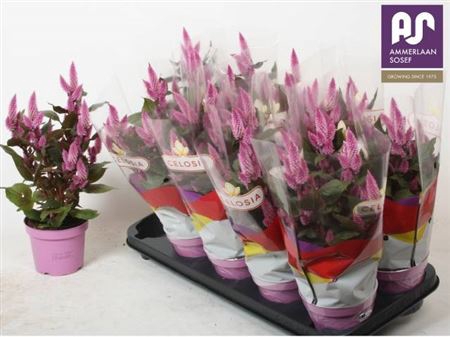 Cel Merida Pink