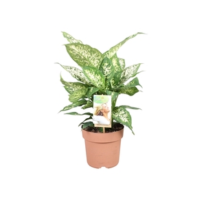 Dieffenbachia Compacta