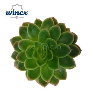 Echeveria Gilva Cutflower Wincx-8cm