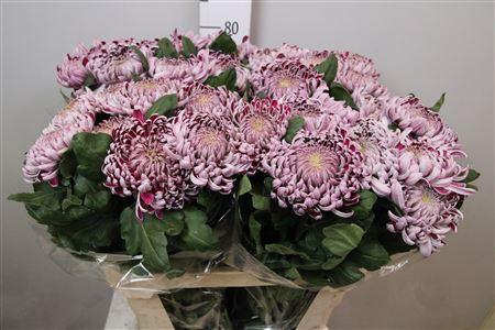 <h4>Chr G Gilb L Silver</h4>