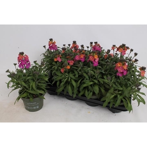 ERYS LEY ORANGE GLOW