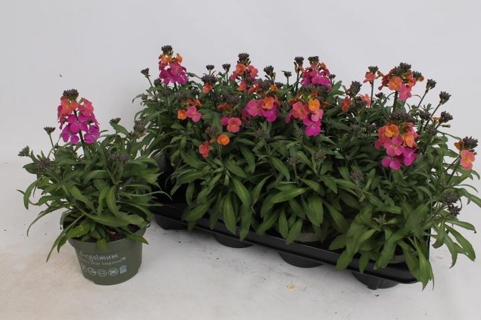 <h4>ERYS LEY ORANGE GLOW</h4>