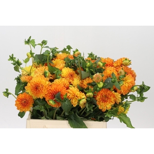 Dahlia Souvenir Dete