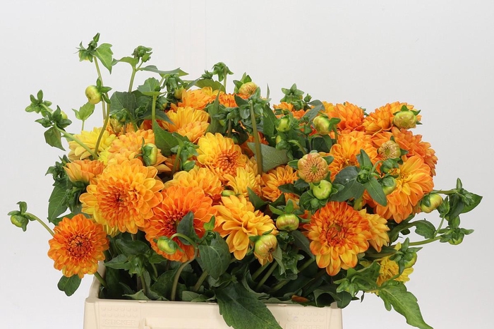 <h4>Dahlia Souvenir Dete</h4>