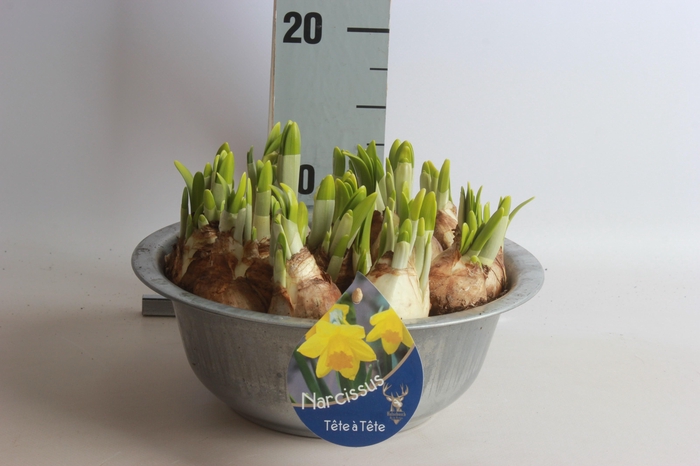 <h4>ARR NARCISSUS</h4>