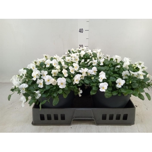 Viola corn. 'Evo Mini White'