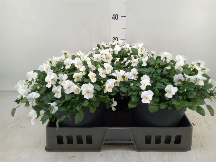 <h4>Viola corn. 'Evo Mini White'</h4>