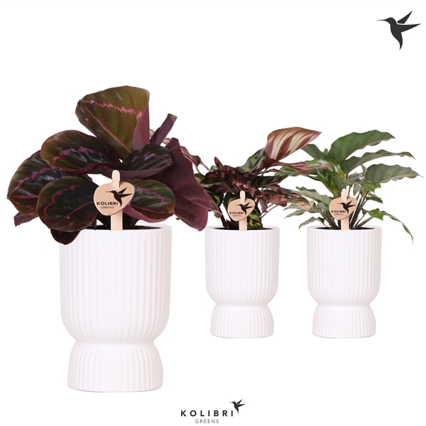 <h4>Kolibri Greens Calathea mix in Diabolo pot white</h4>