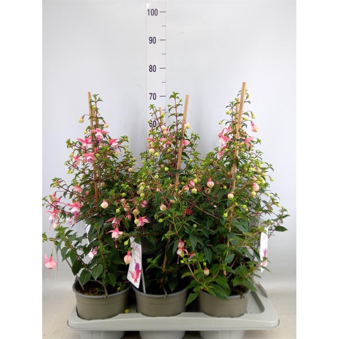 <h4>Fuchsia  'Rosalien'</h4>