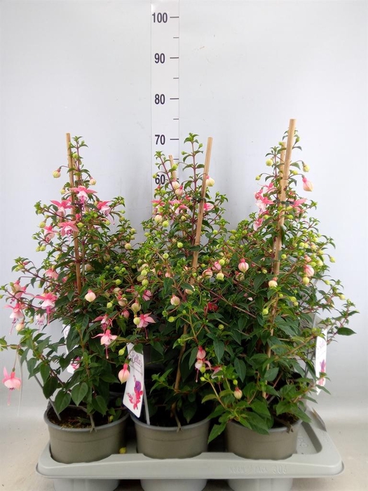 <h4>Fuchsia  'Rosalien'</h4>