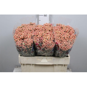 Chr S Mad Tyolo Salm