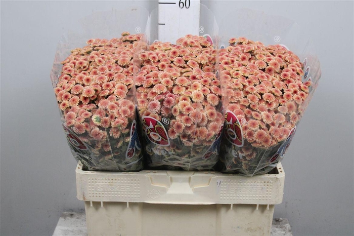 <h4>Chr S Mad Tyolo Salm</h4>