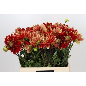 Dahlia Dutch Carnaval