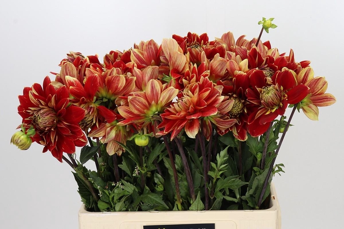 <h4>Dahlia Dutch Carnaval</h4>