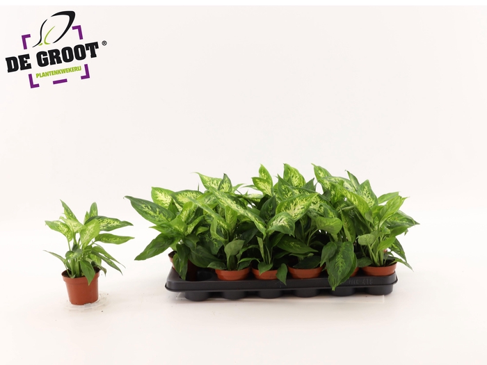 <h4>DIEFF COMPACTA</h4>