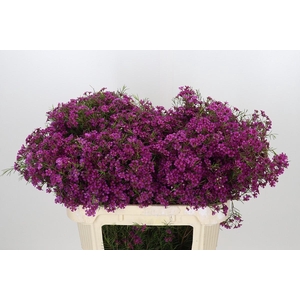 Chamelaucium Purple Rain