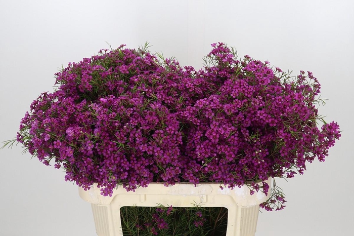 <h4>Chamelaucium Purple Rain</h4>