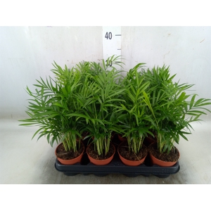 Chamaedorea elegans