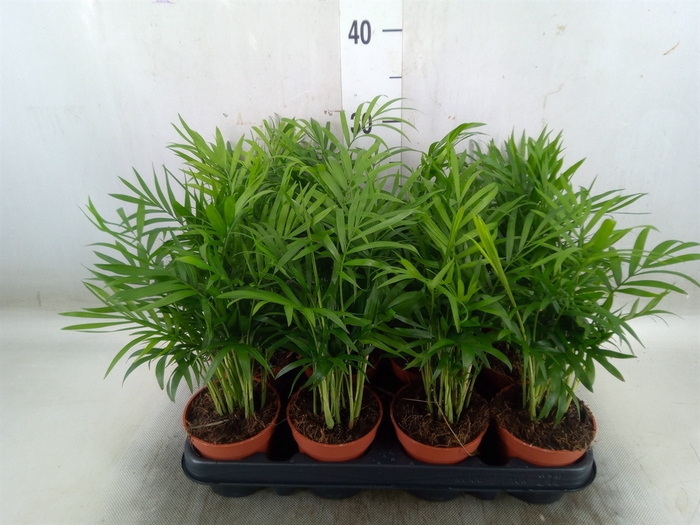 <h4>Chamaedorea elegans</h4>