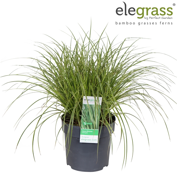 <h4>Carex brunnea Variegata P14</h4>