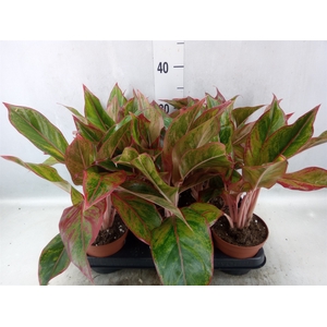 Aglaonema  'Crete'