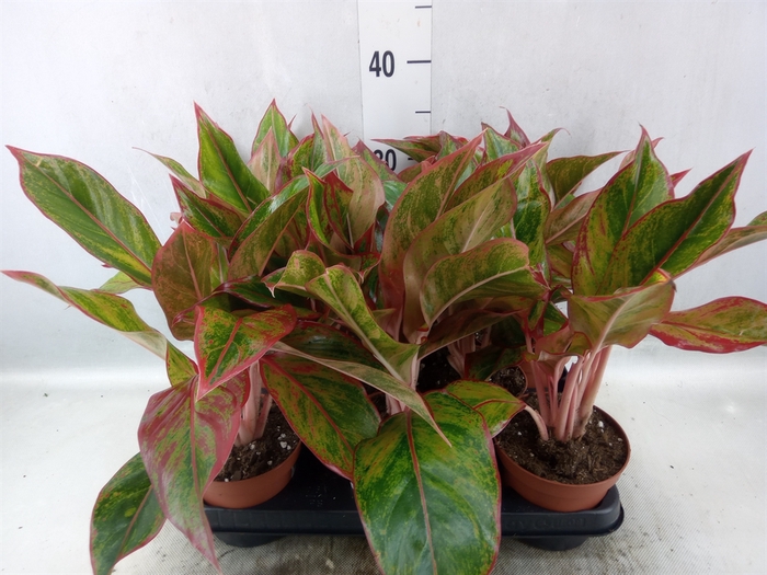 <h4>Aglaonema  'Crete'</h4>