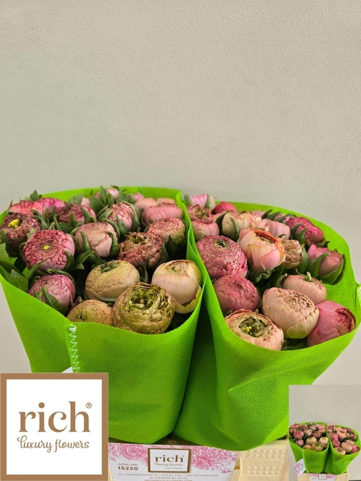 <h4>RANUNCULUS  'AAZUR ANTIQUE ROSE'</h4>